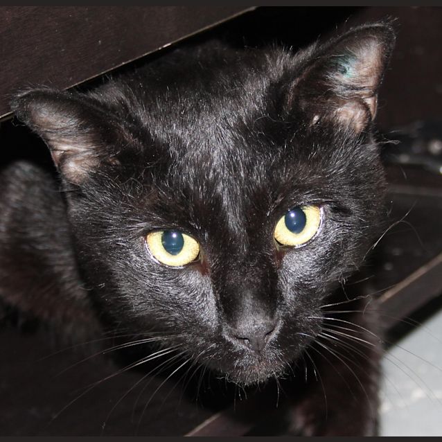 Photo of Prince Pudding (Henry)