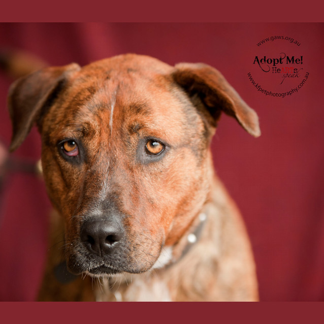 Photo of Ellie $200 Staffy Special!! Id17889