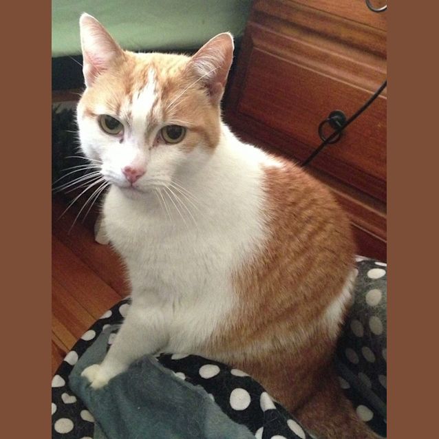 Photo of Chester