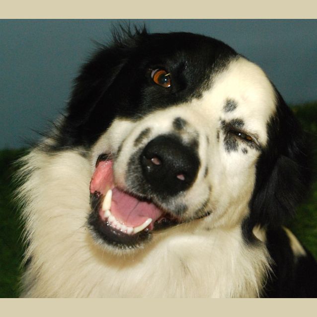 Photo of Reggie