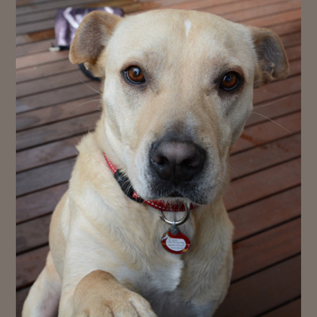 Photo of Buddy
