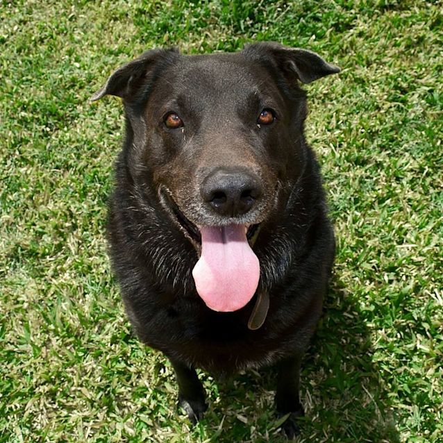 Photo of Odie