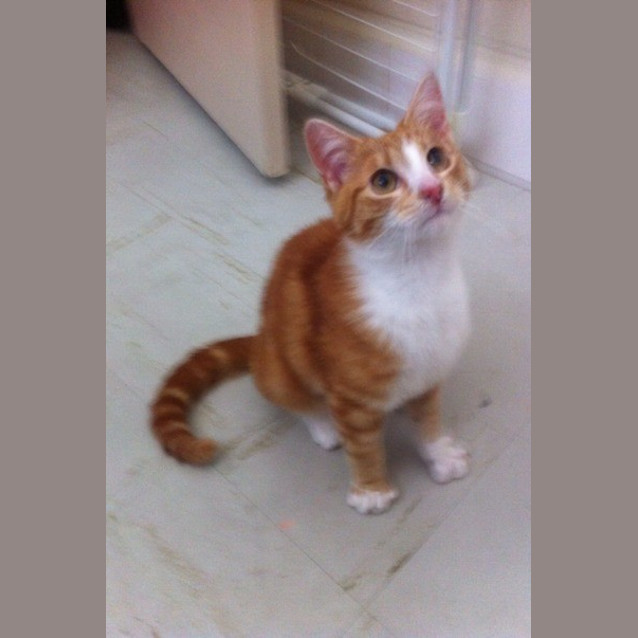 Photo of Chester