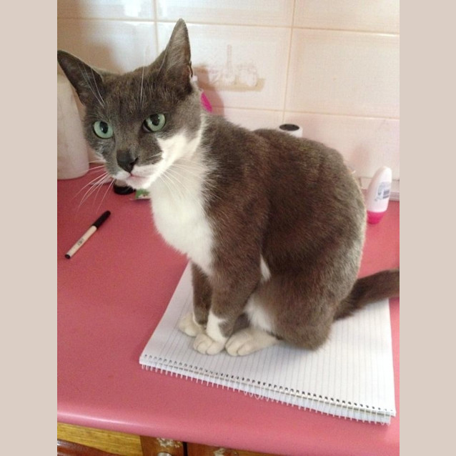 Photo of Socks