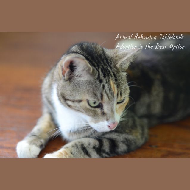Photo of Purrdy