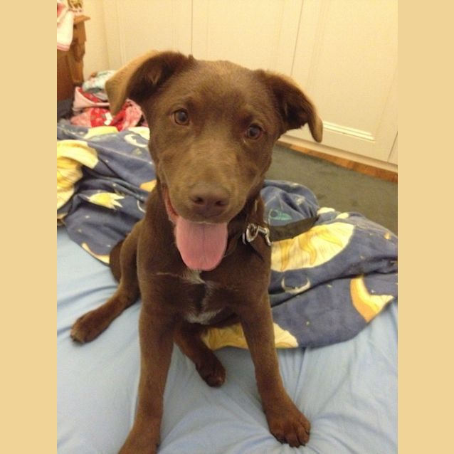 Photo of Cleo   Choc Lab X Full Of Love