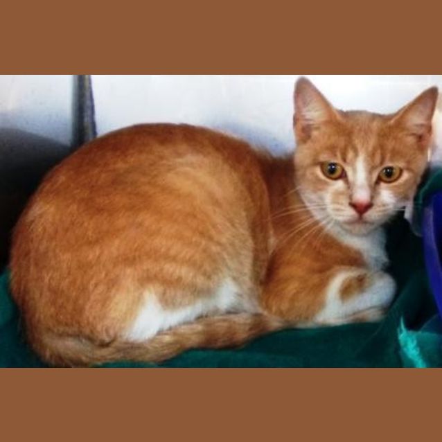 Photo of Toffee