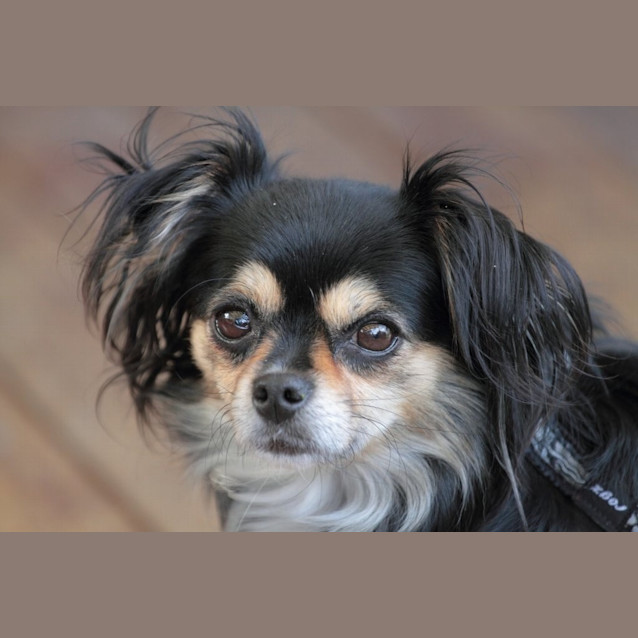 Photo of Boo
