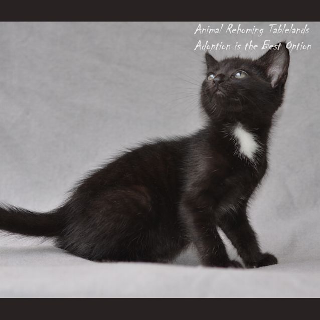 Photo of Piper