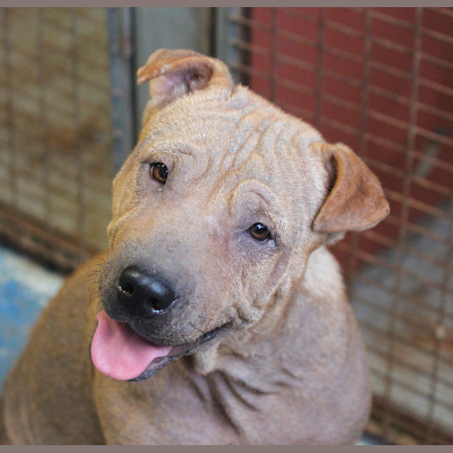 Photo of Sunny (Be D18036)