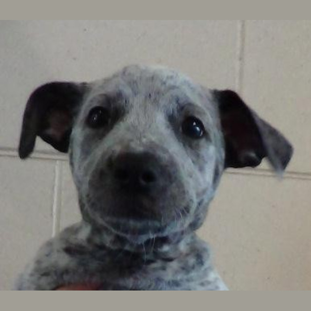 Photo of Blue Bell