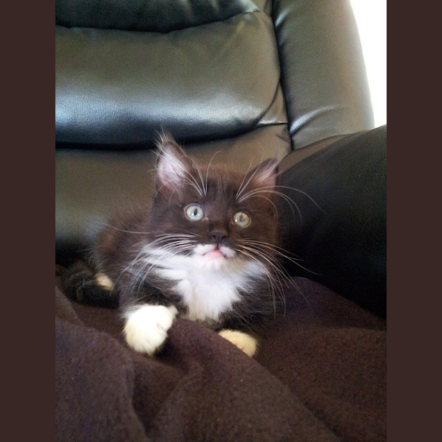 Photo of Jindi