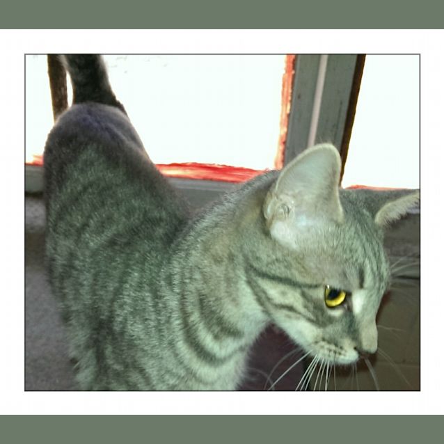 Photo of Bindi