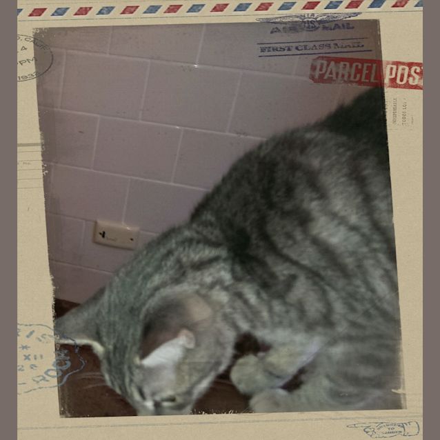 Photo of Bindi