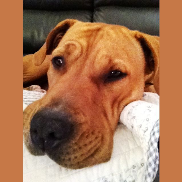 Photo of Ruby (2) (Adopted 23/12/13)