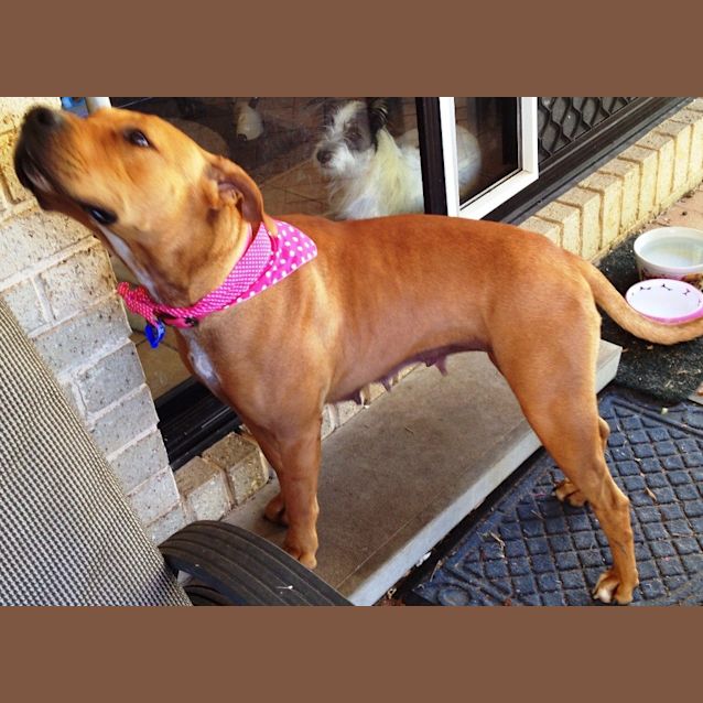Photo of Ruby (2) (Adopted 23/12/13)