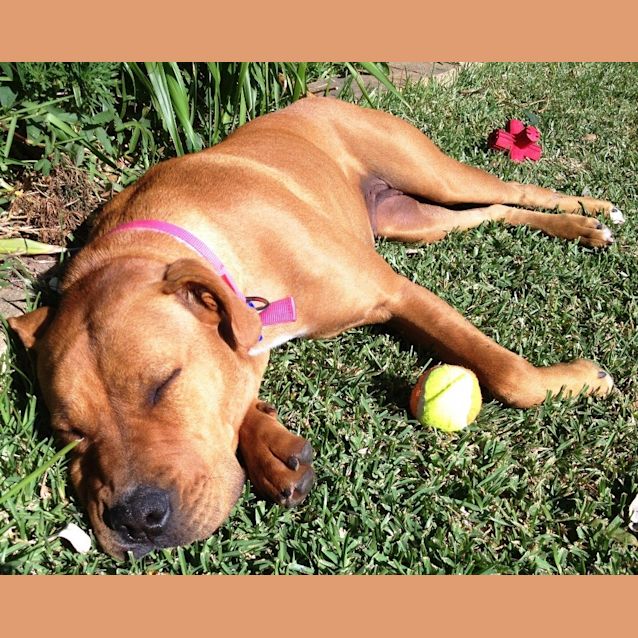 Photo of Ruby (2) (Adopted 23/12/13)