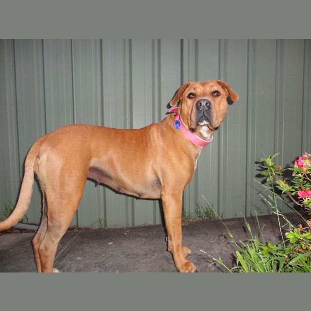 Photo of Ruby (2) (Adopted 23/12/13)
