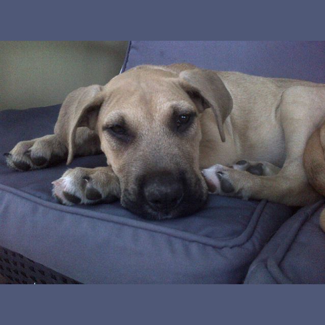 Photo of Lani (On Hold Pending Adoption 16/11/13)