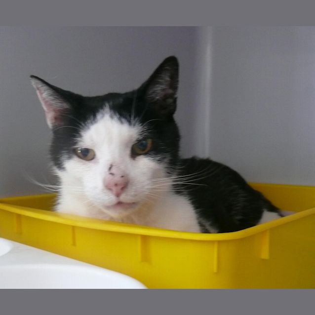Photo of Samson