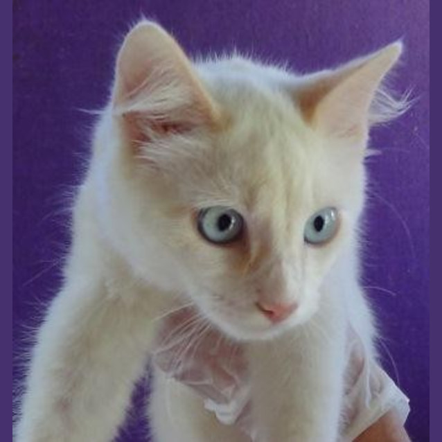 Photo of Ghost