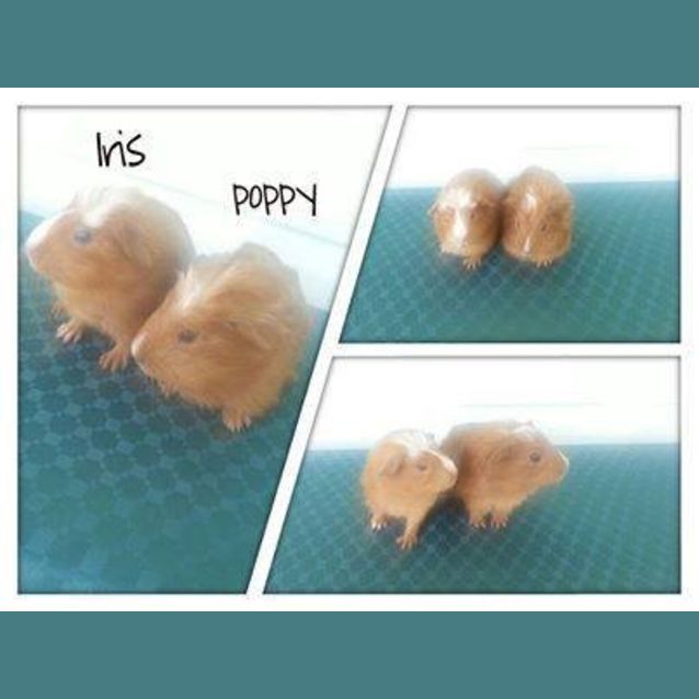 Photo of Iris And Poppy