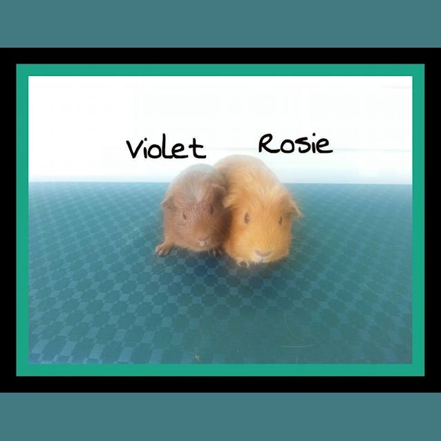 Photo of Rosie And Violet