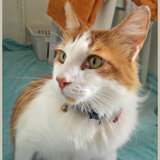 Photo of Bugsy