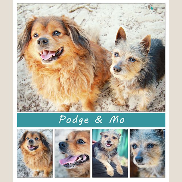 Photo of Podge 