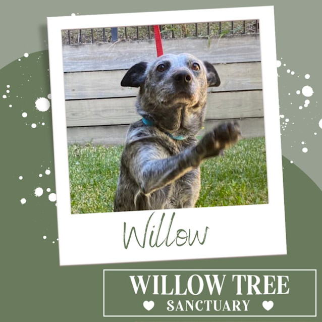 Photo of Willow