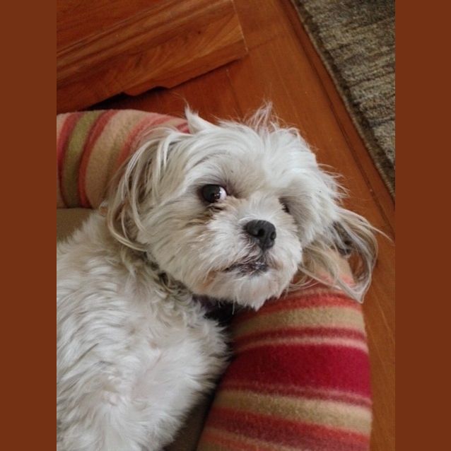 Photo of Lola