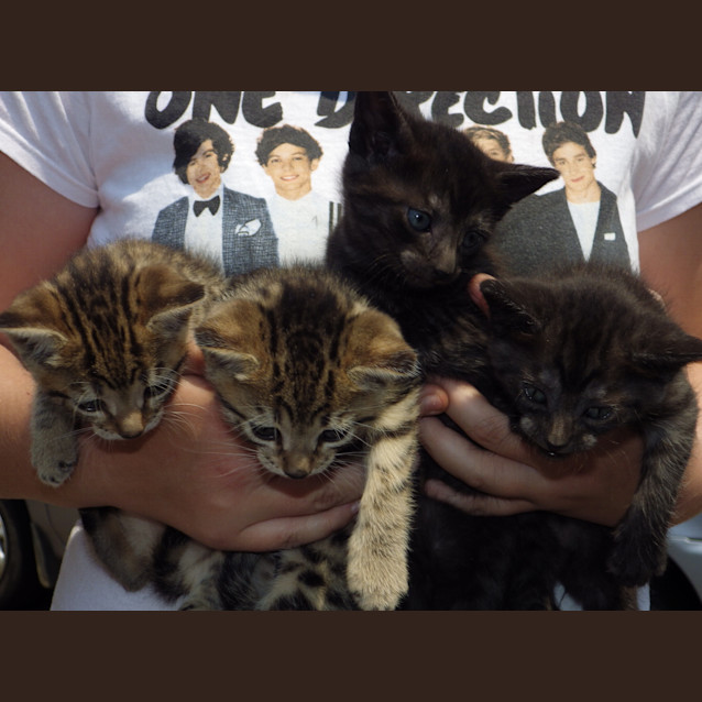 Photo of Harry, Heath, Holly, Harper