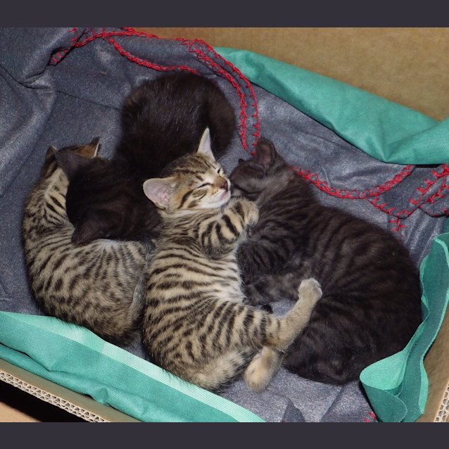 Photo of Harry, Heath, Holly, Harper