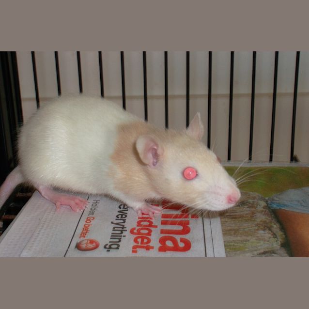 Photo of Tiddles