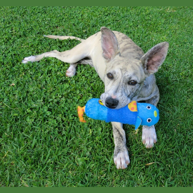 Photo of Casey *On Trial In Her New Home*