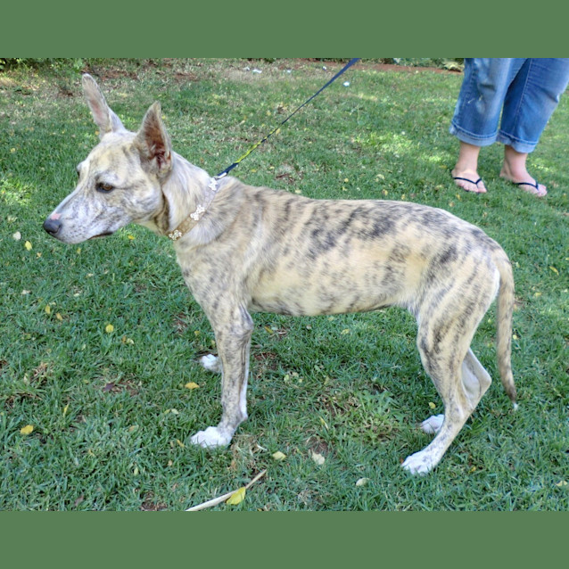 Photo of Casey *On Trial In Her New Home*