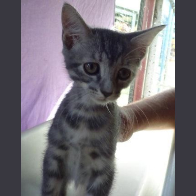 Photo of Indi