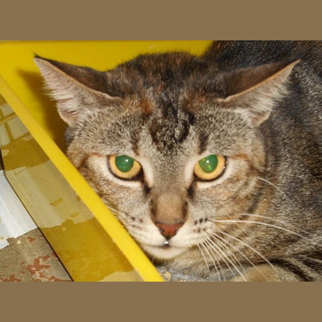 Photo of Cleo