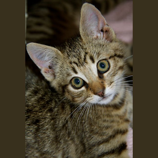 Photo of Rumble