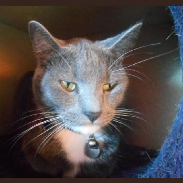 Photo of Soxie