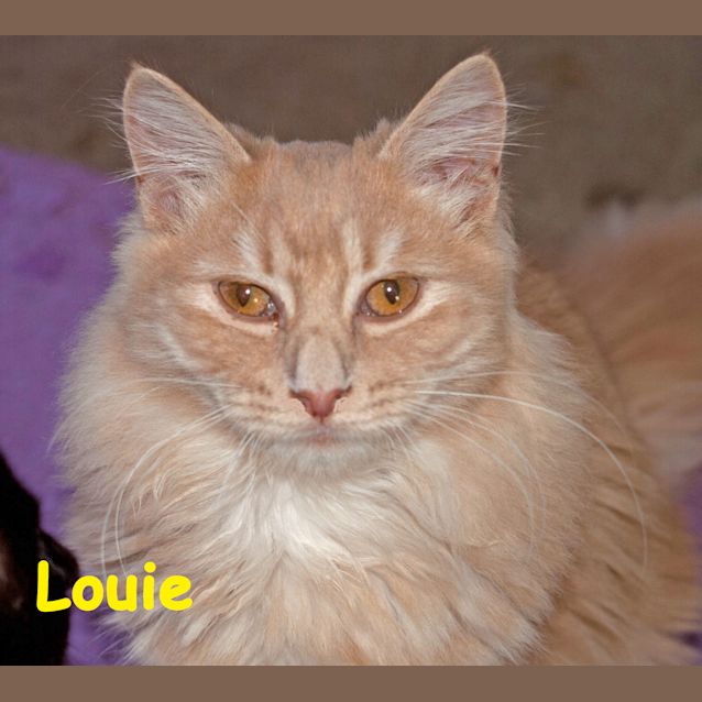 Photo of Louie