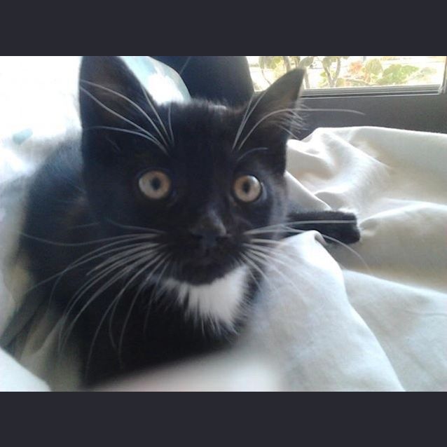 Photo of Ebony (Squawks Pet Store)