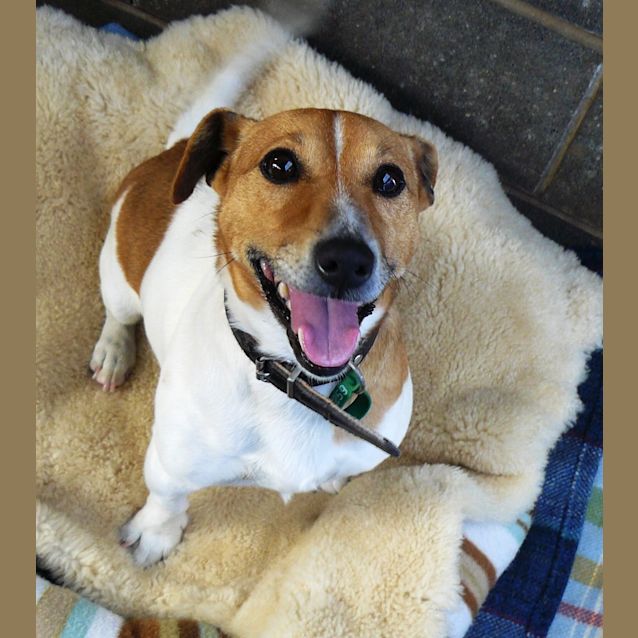 Photo of Ruby