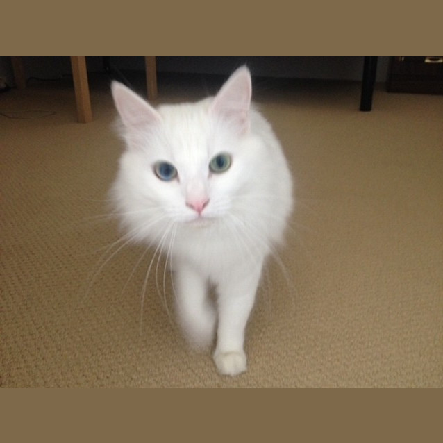 Photo of Lady