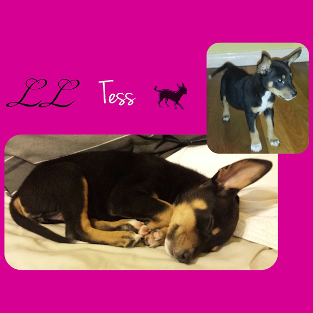Photo of Tess
