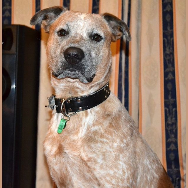 Photo of Dashing Diesal