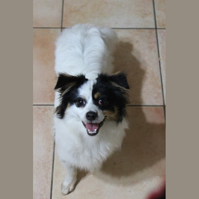 Photo of Meeko