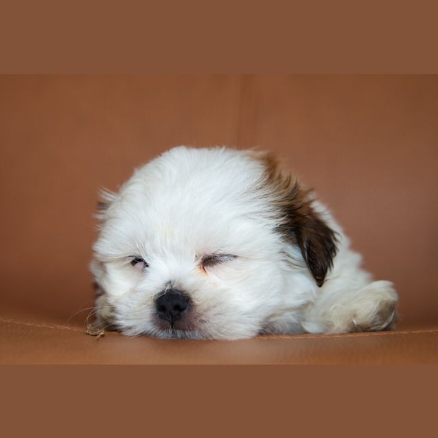 Photo of Charlie  