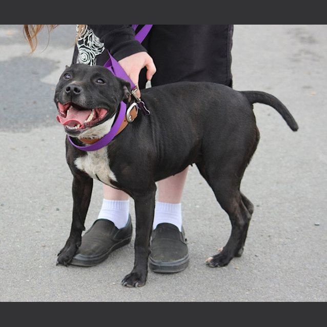 Photo of Ziva