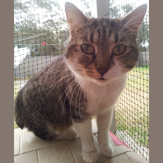 Photo of Suzi Q (Stumpy Tail)